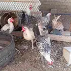 ديوك تم البيع