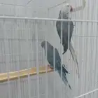 دره للبيع هولندي