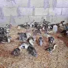 بيع بط
