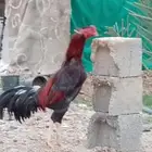 ديك باكستاني للبيع