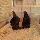 دجاج براهما اسود