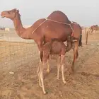 ناقه طيبه