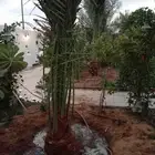 نخل للبيع في بقعاء الشنان حايل المدينه