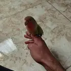 روز