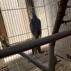 للبيع ذكر كروان باكستاني