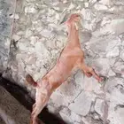 جفره