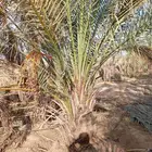 نخل للبيع جثايث وفسائل