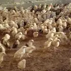 صوص دجاج بلدي