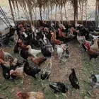 ديكه و دجاج بلدي