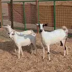 عنز بيشيه معها 2 تيوس ودافع شرط سونار