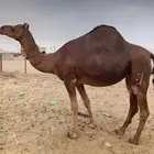 بكره طيبه