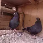 للبيع طقم قلابي جوز