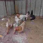 دجاج بلدي كفو