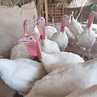 ديوك رومي
