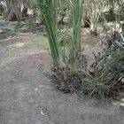 فسايل مجدول سكري صقعي خضري ونان