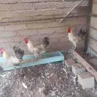 ديوك