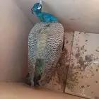 صااوس للبيع