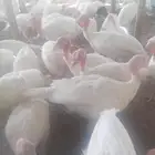 دجاج وصوص رومي للبيع