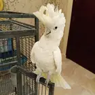 ببغاء كوكاتو جوفين اليف
