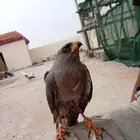 طير باز