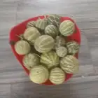 دحق حنظل للبيع