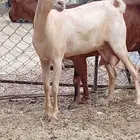 شاه للبيع