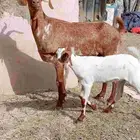 مقاني(تم البيع)