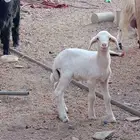 طلي داغور تم البيع