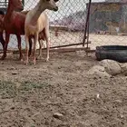 مقاني