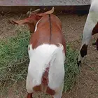 شاه تحتها ولدها
