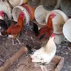 ديوك بلدي