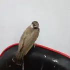 بلبل على وشك يقط غر الي بيربي لا يفوته