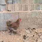 دجاجة براهما