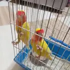 ببغاء روز اللوتينو - زوجين