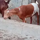 جفره دافع ع السونار