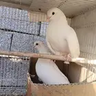 جوز صنعاني منتج