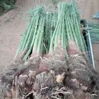 فسايل نخل للبيع بجميع نوايعه