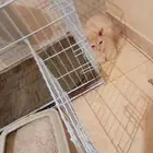 قطه شرازي ابيض مع كامل الأغراض