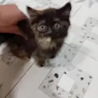 بسه للبيع انثئ