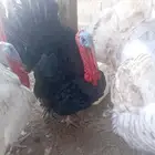 دجاج ديوك رومي