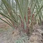 مقاول نخيل وشبوك