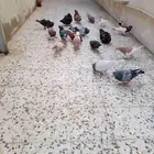 حمام زاجل كشكش