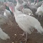 دجاج رومي