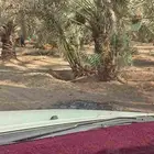 هلالي صقعي مجدول ونان حوشانه شمشوله