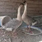 وز عراقي تم البيع