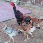 دجاج باكستاني للبيع