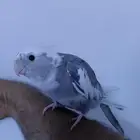 ذكر كروان هولندي ولوف مايعرف العض