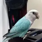 طير روز للبيع