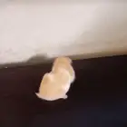 ها مستر للبيع اليف السوم وصل 150 لا اقبل غير الكاش