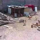 دجاج بلدي كفو